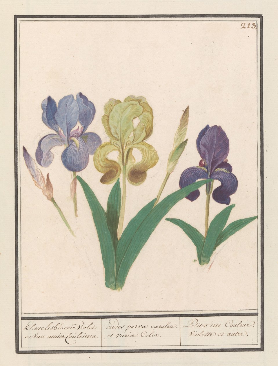 Paarse iris (Iris germanica) Kleene lisbloemen Violet en van ander Couleuren. / små regnbuer av blått og forskjellige farger. / Petite iris Couleur Violette et al. (tittel på objekt) av Anselmus Boëtius de Boodt