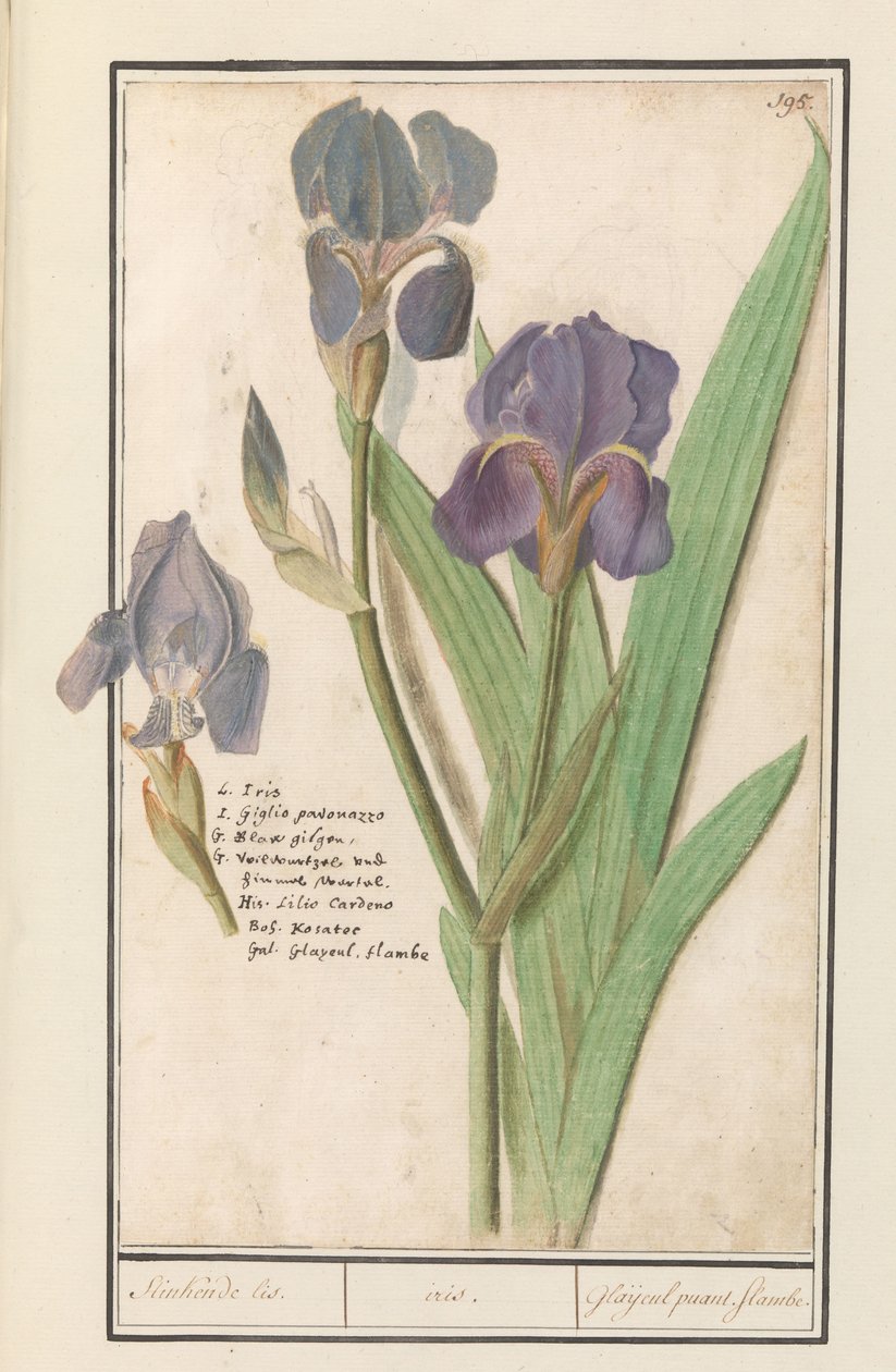 Paarse iris (Iris germanica) Stinkende lis. /iris. / Stinkende gladioler. flammer. (tittel på objekt) av Anselmus Boëtius de Boodt