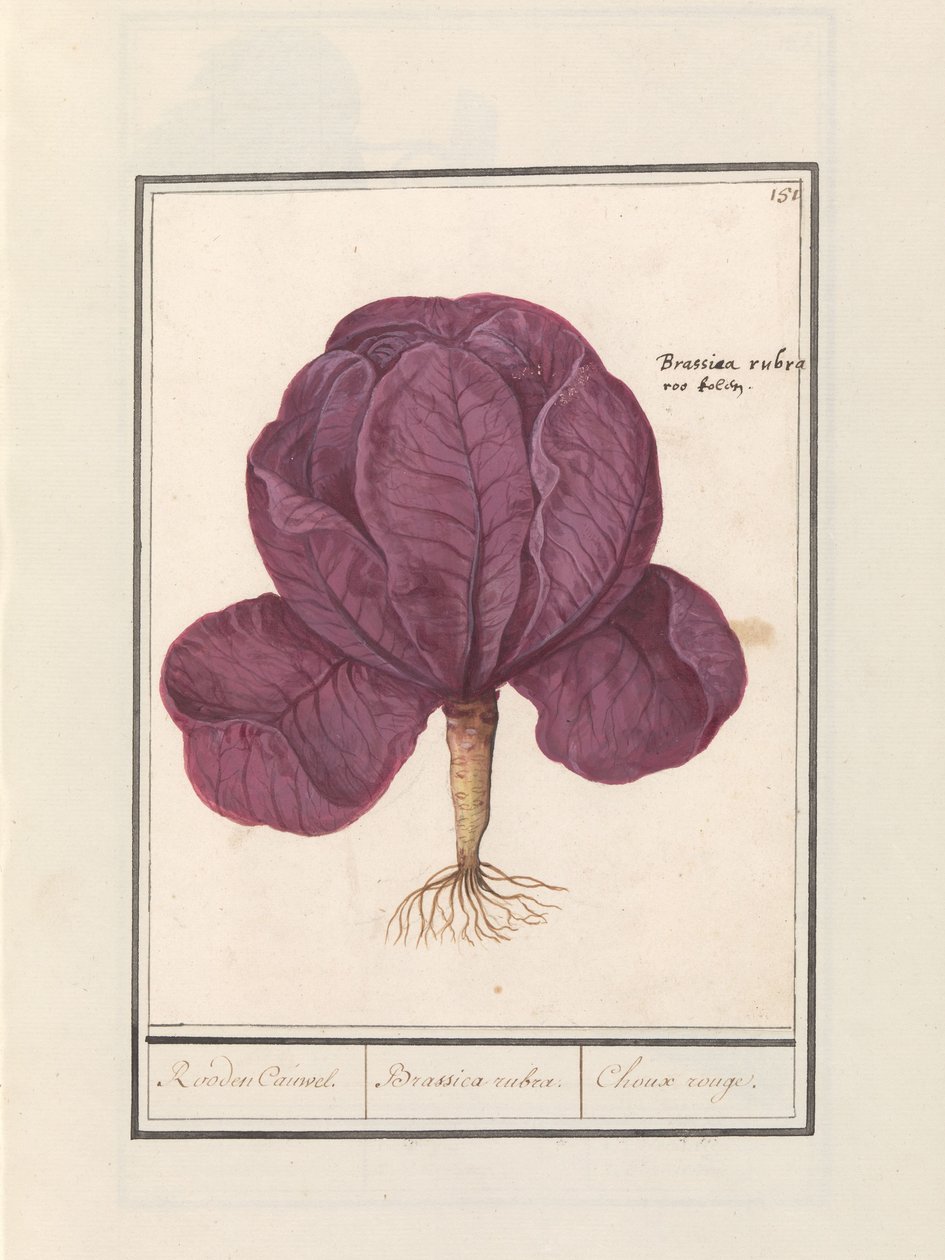 Rødkål (Brassica oleracea convar. capitata var. rubra) Rød Cauwel. / Brassica rubra. / Choux rouge (tittel på objekt) av Anselmus Boëtius de Boodt