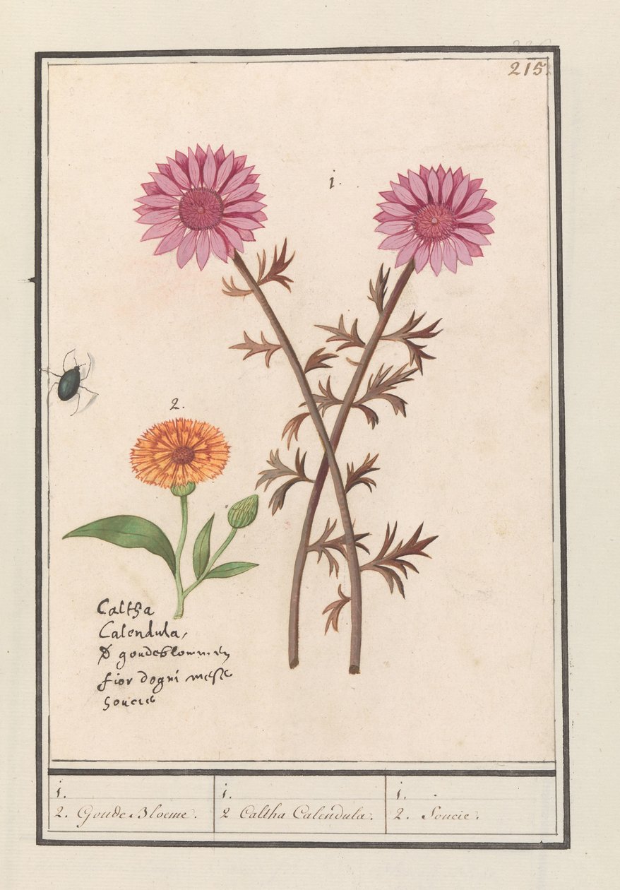 Rosa blomst (ukjent) og ringblomst (Calendula officinalis) 1. 2. Gylne blomster. / 1. 2. Caltha Calendula. / 1. 2. Socie. (tittel på objekt) av Anselmus Boëtius de Boodt