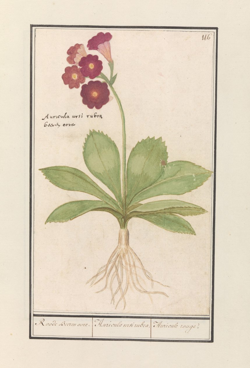 Primrose (Primula) Røde bjørneører. / Auricula ursi rubra. / Auricule rouge (tittel på objekt) av Anselmus Boëtius de Boodt