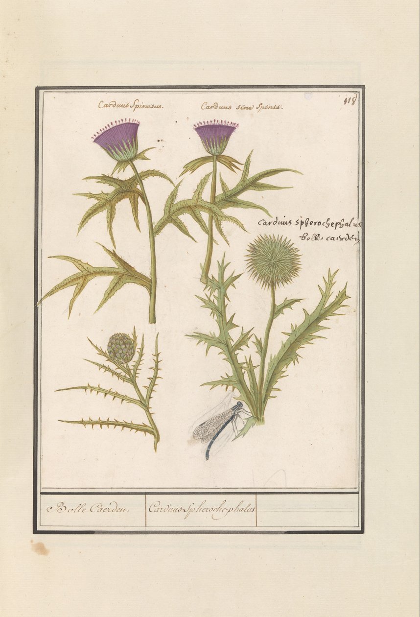 Tistel (Carduus) og artisjokk (Cynara cardunculus) Distel (Tistel) en artisjok (Cynara cardunculus) Boll Caerden / Cardius Spheroche-phalus (tittel på objekt) av Anselmus Boëtius de Boodt