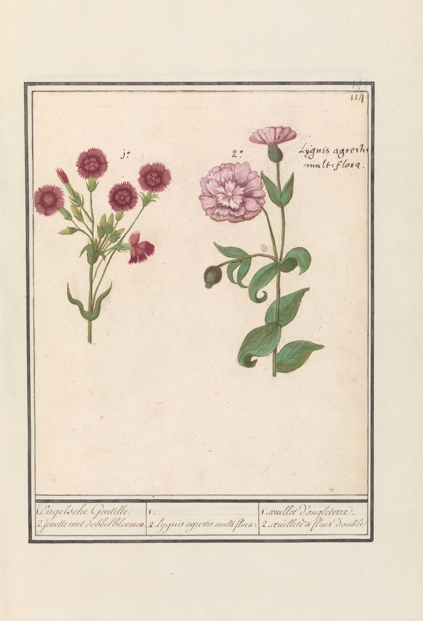 To nelliker (Dianthus) 1. Engelsk Gentille. 2. jenelle med terningblomster / 1. 2. Lygnis agrestis multiflora. / 1. oeuillet d