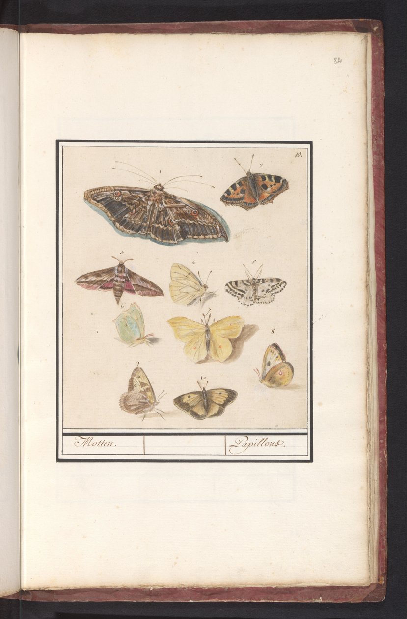 Sommerfugler og møll møll. / Papillons (tittel på objekt) av Anselmus Boëtius de Boodt