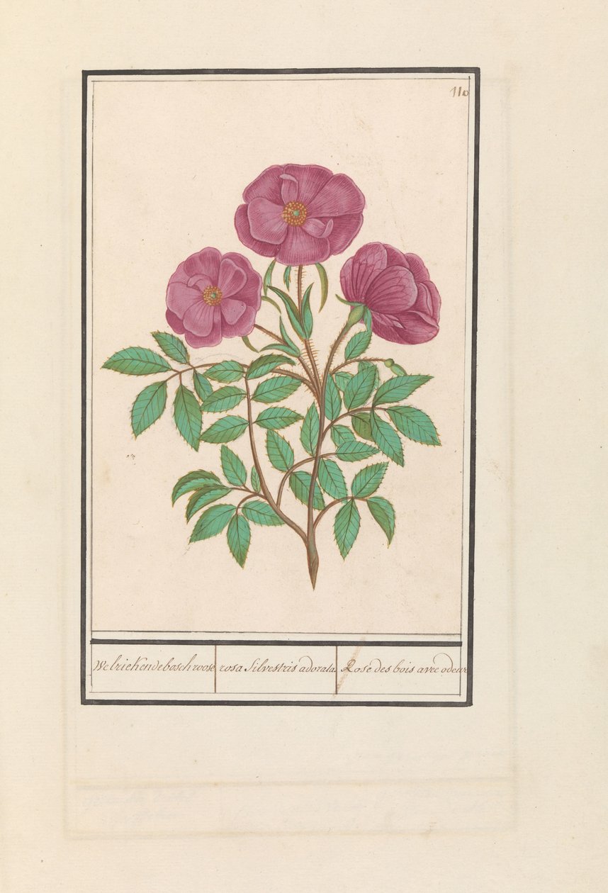 Wilde roos (Rosa) Welriekende bosch roose / rosa silverstris adorata. / Skogsrose med lukt (tittel på objekt) av Anselmus Boëtius de Boodt