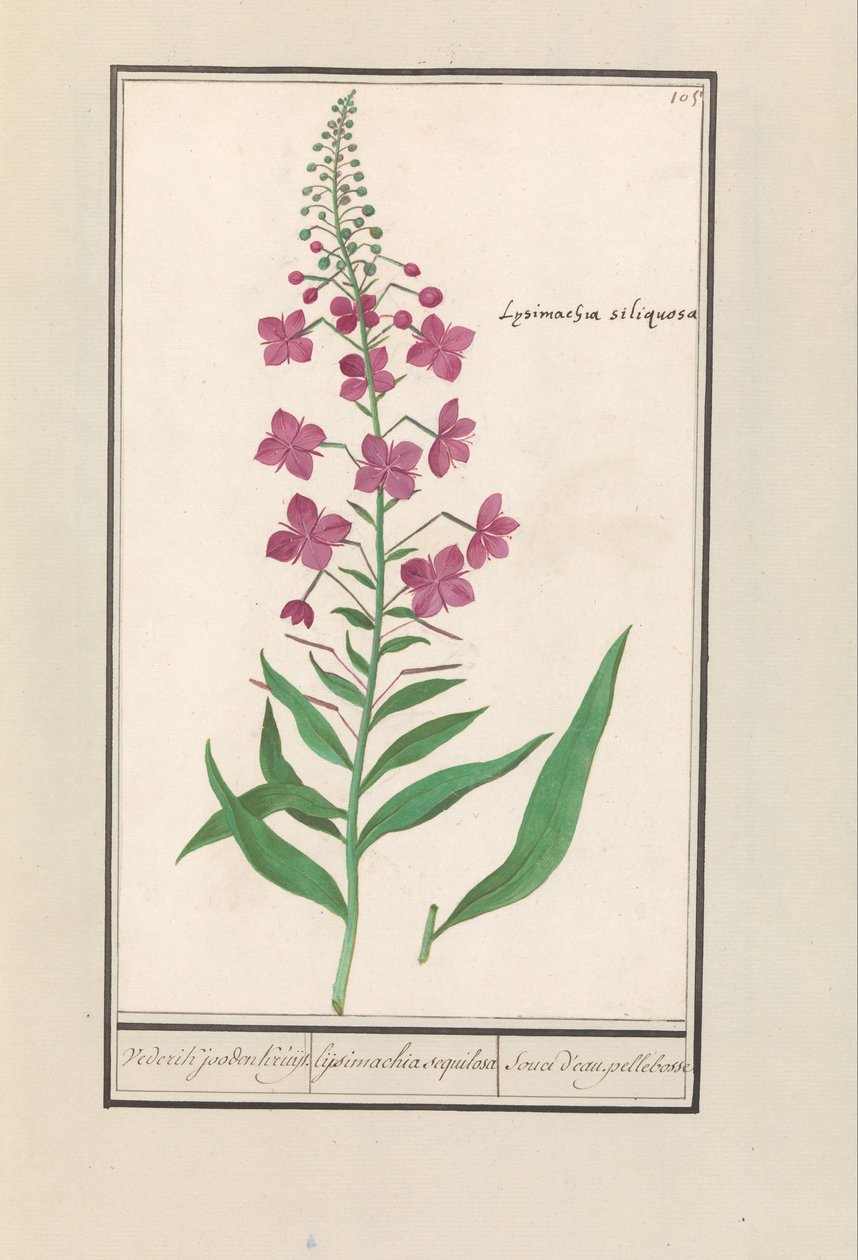 Fireweed (Chamerion angustifolium) Igjen, jødene Kruyt. / lysimachia sequilosa / Souci d