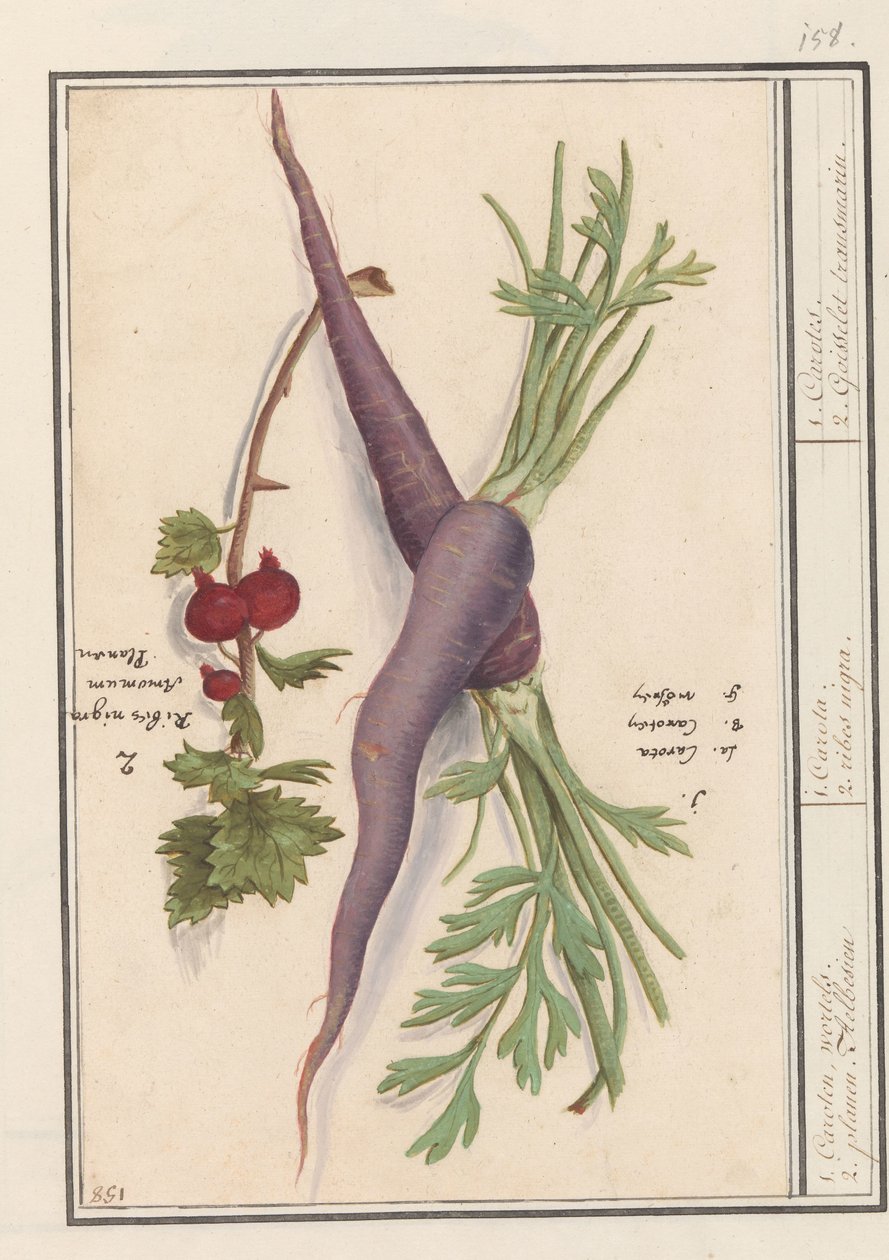 Wortel (Daucus carota) i rode bes (Ribes rubrum) 1. Karoten, røtter. 2. Planen Aelbesien / 1. Carota. 2. ribes nigra. / 1. Karote. 2. Goisselet transmarin. (tittel på objekt) av Anselmus Boëtius de Boodt