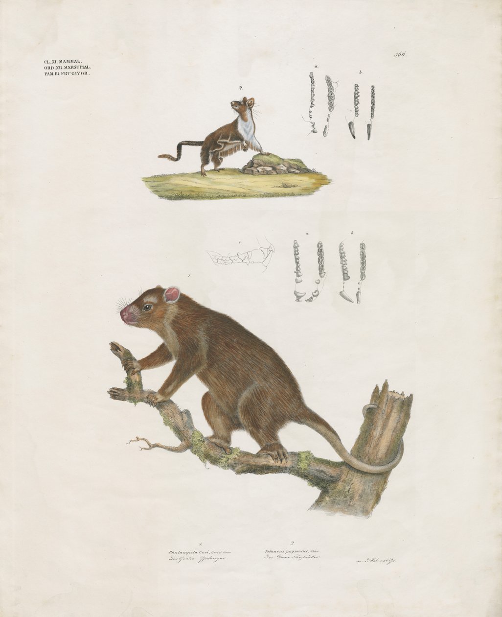 Australske pungdyr med tanndetaljer (håndkolorert litografi) av Anstalt Arnz & Co.