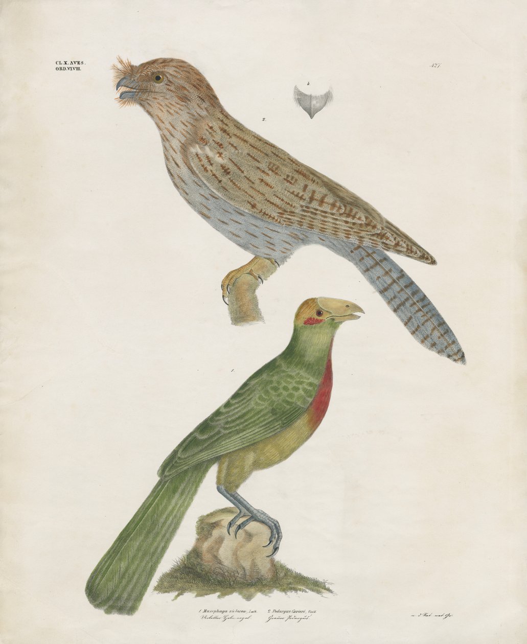 Barbet og rulle (håndkolorert lito) av Anstalt Arnz & Co.