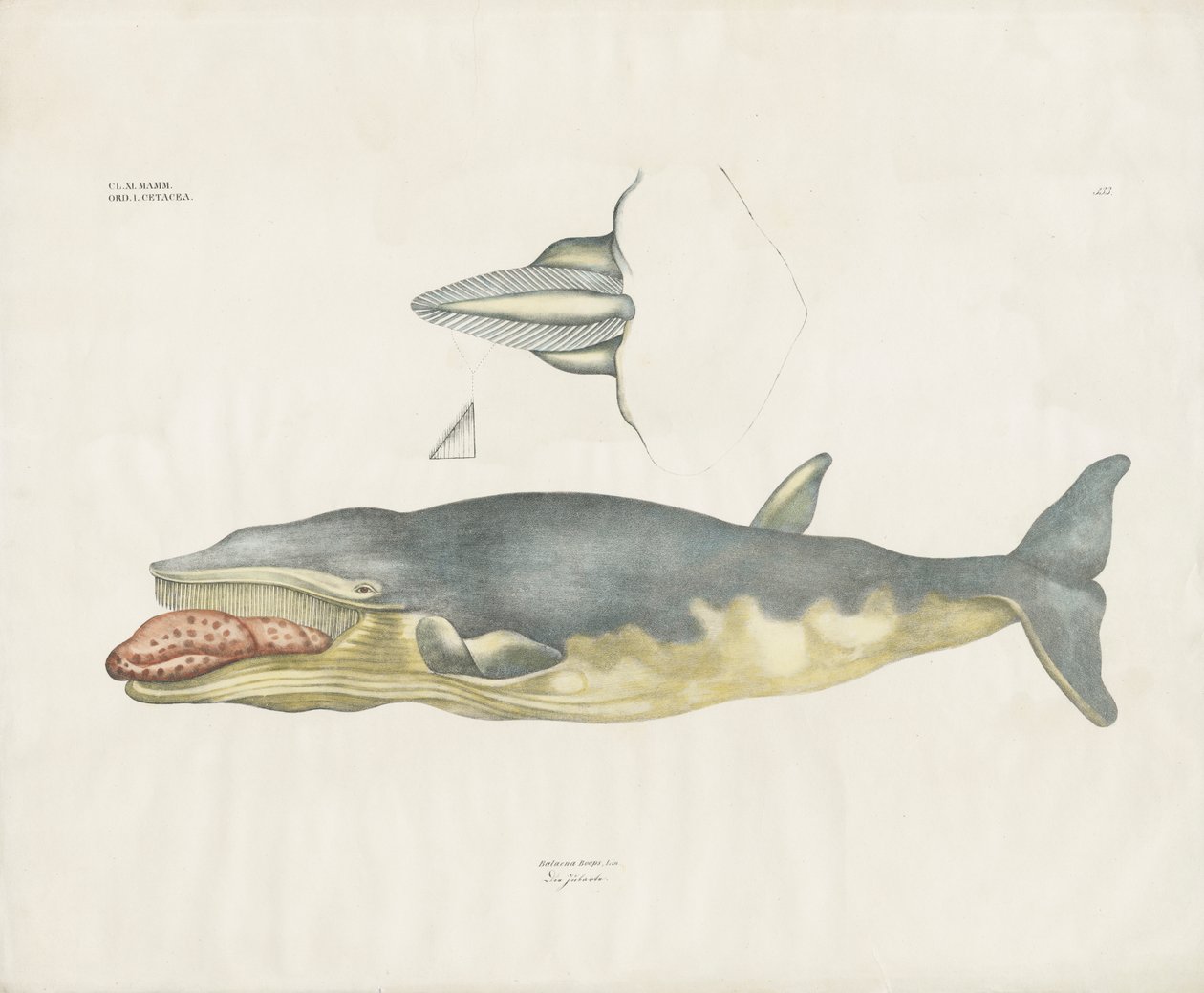 Grønlandsnekahval med anatomiske detaljer (håndkolorert litografi) av Anstalt Arnz & Co.