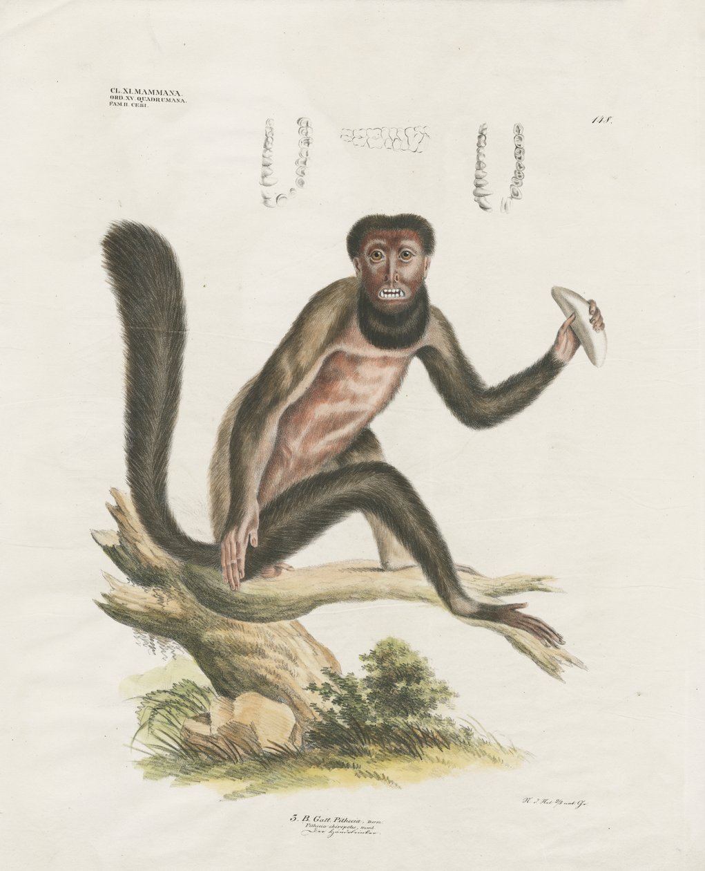 Rød brølape med anatomiske detaljer (håndkolorert litografi) av Anstalt Arnz & Co.