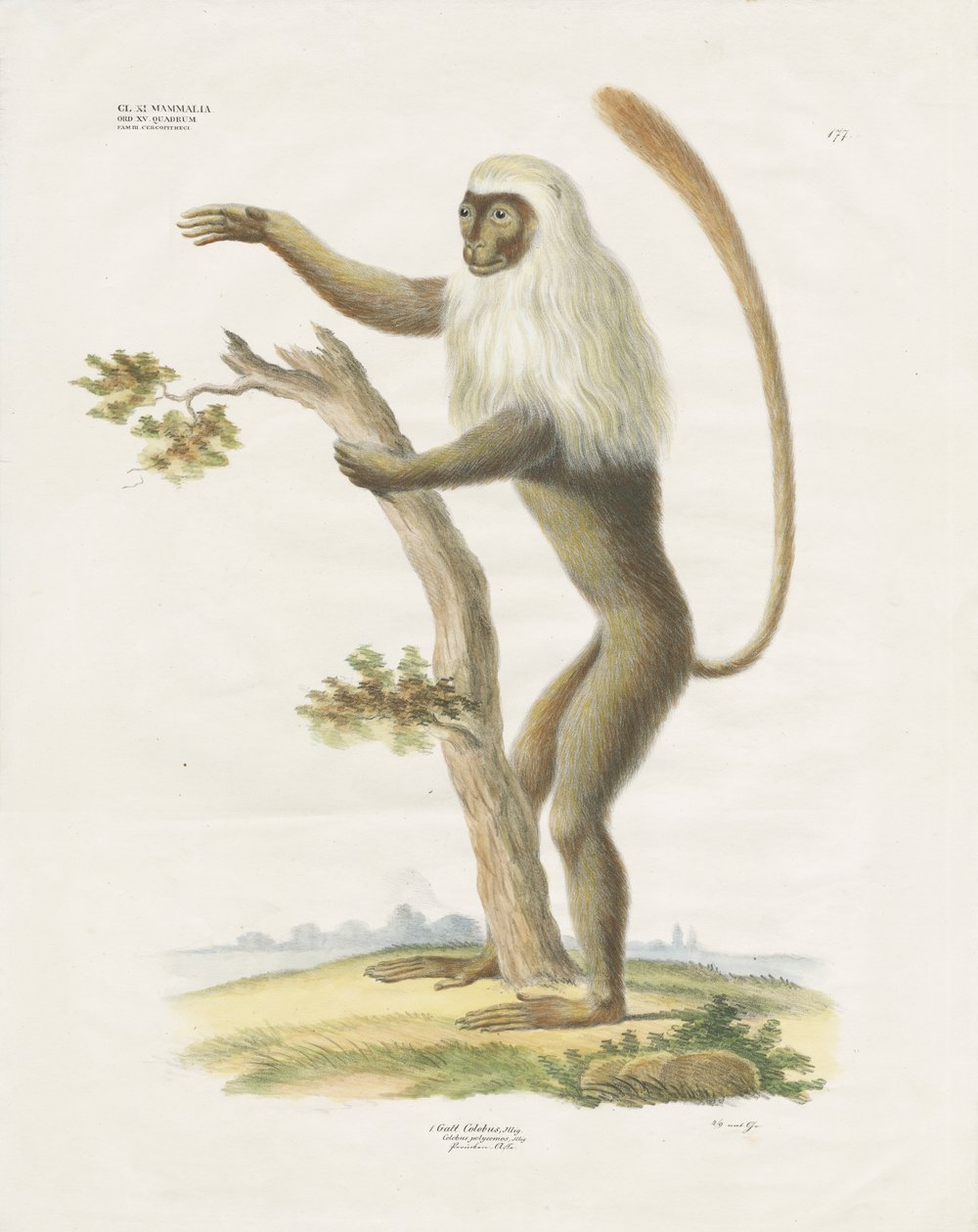 Sølvfarget Lutung i et tre (håndkolorert lito) av Anstalt Arnz & Co.