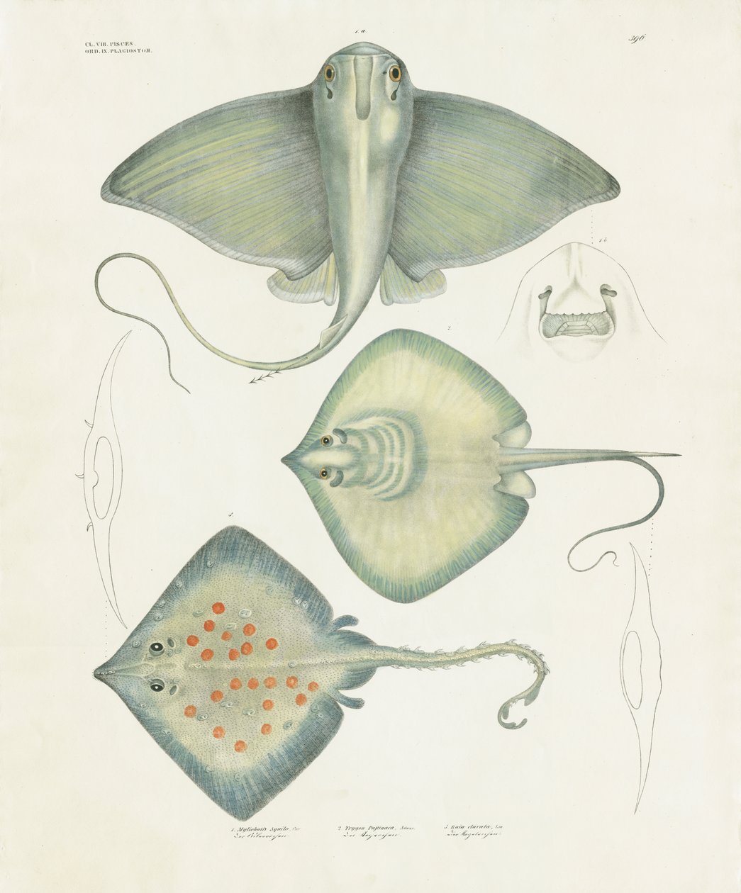 Ulike rokkearter med anatomiske detaljer (håndkolorert litografi) av Anstalt Arnz & Co.