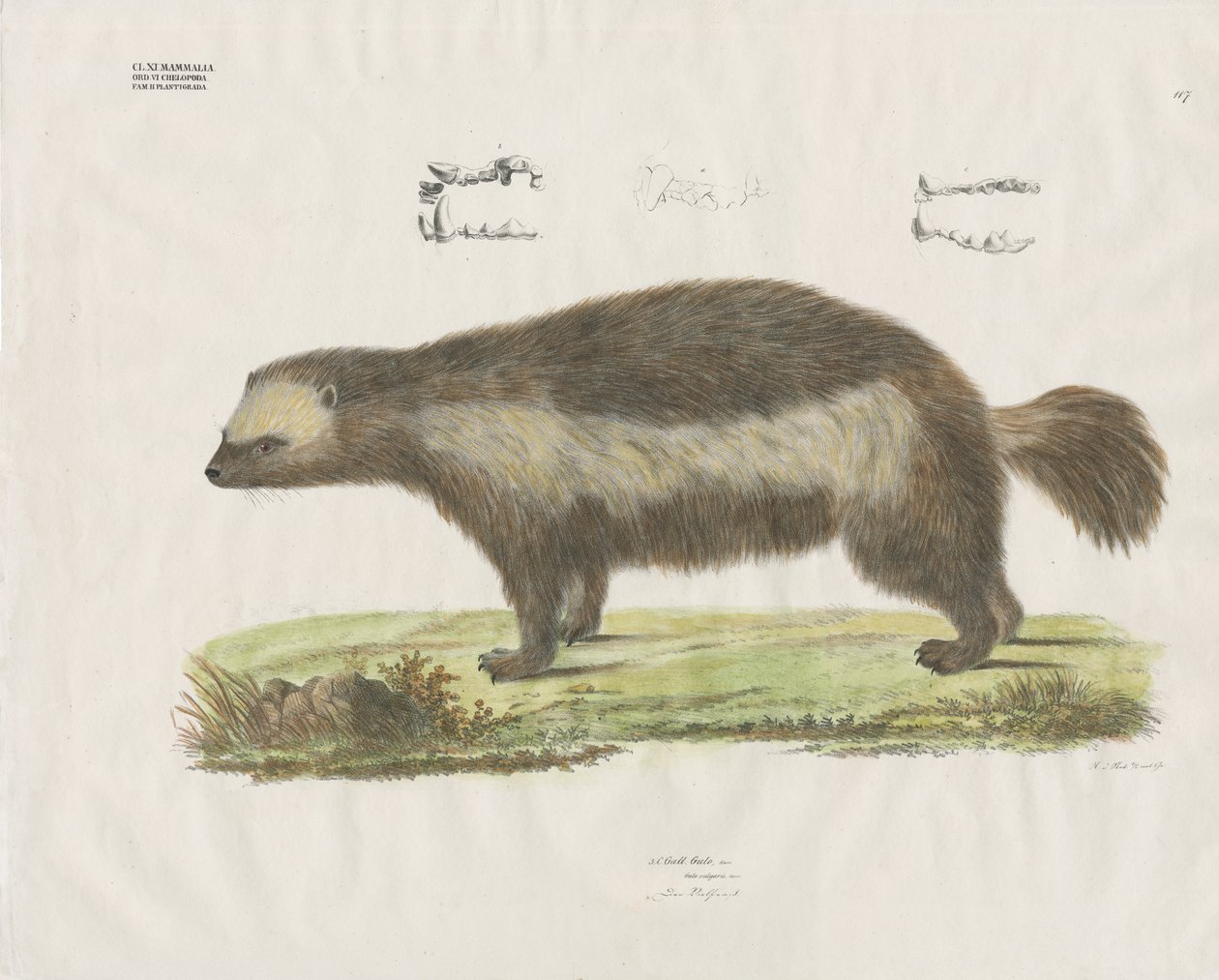 Jerv med tanndetaljer (håndkolorert litografi) av Anstalt Arnz & Co.