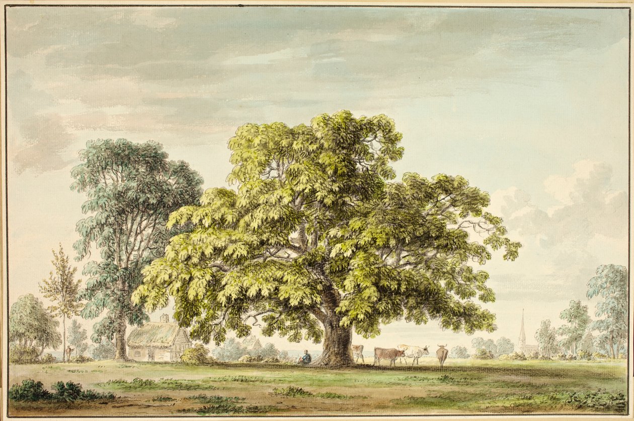 Et valnøtttre i Denton, nær Grantham (wc og blekk) av Anthony Devis