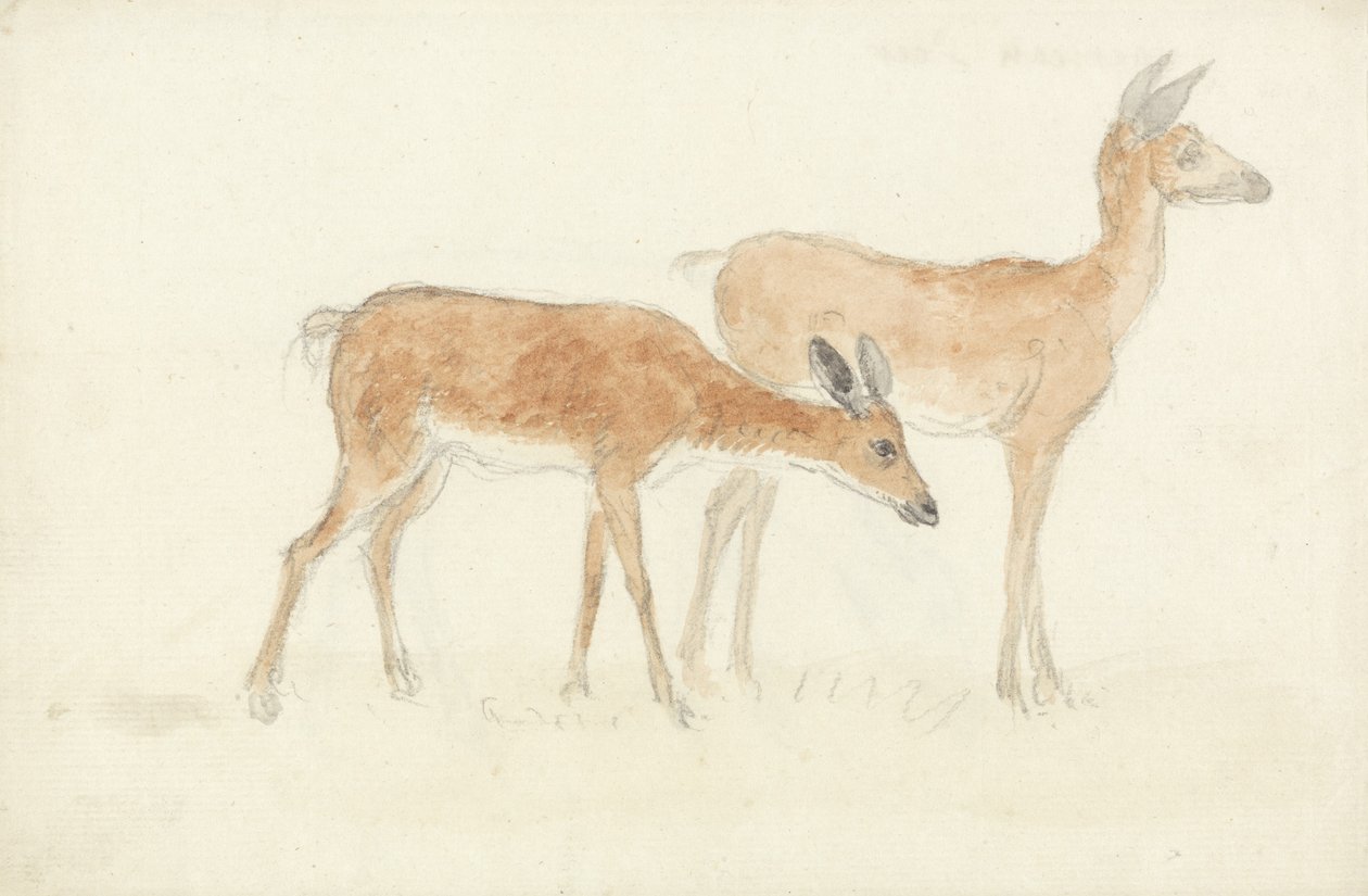 American Deer (grafitt og wc på papir) av Anthony Devis