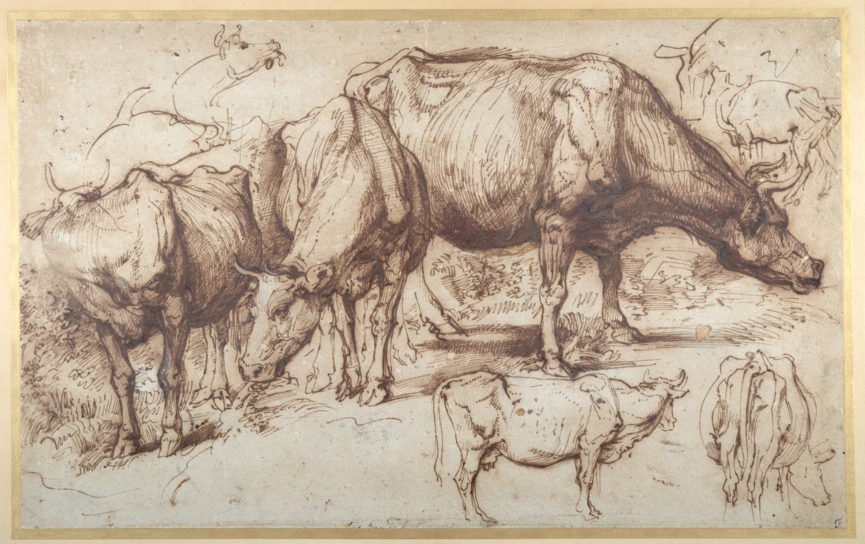 Cattle in Pasture, ca. 1618-20 (penn og blekk med vask på papir) av Anthony van Dyck