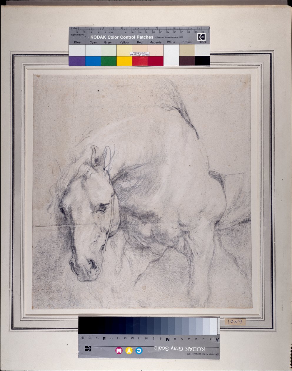Hode og forpart til en grå hest (svart kritt forhøyet med hvitt på papir) av Anthony van Dyck