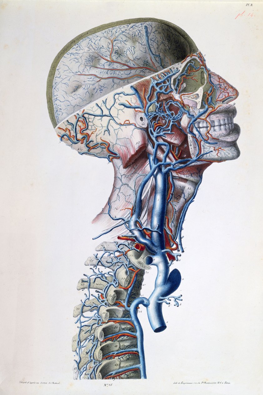 Vener og arterier i hodet, plate fra 'Anatomical, Physiological, and Pathological Researches on the Venous System' av Gilbert Breschet (1784-1845) gravert av Engelmann, Paris, 1829 (farge l av Antoine Chazal