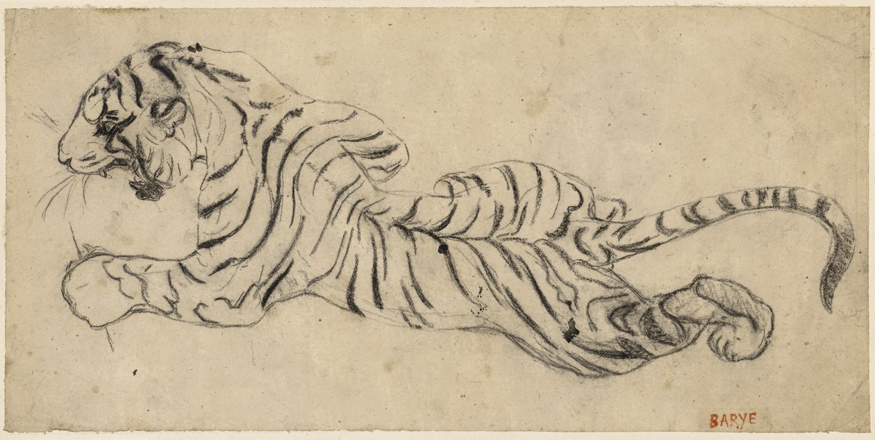 Tigre (Tiger), ca. 1835 (svart kritt på kalkerpapir, montert på bord) av Antoine Louis Barye
