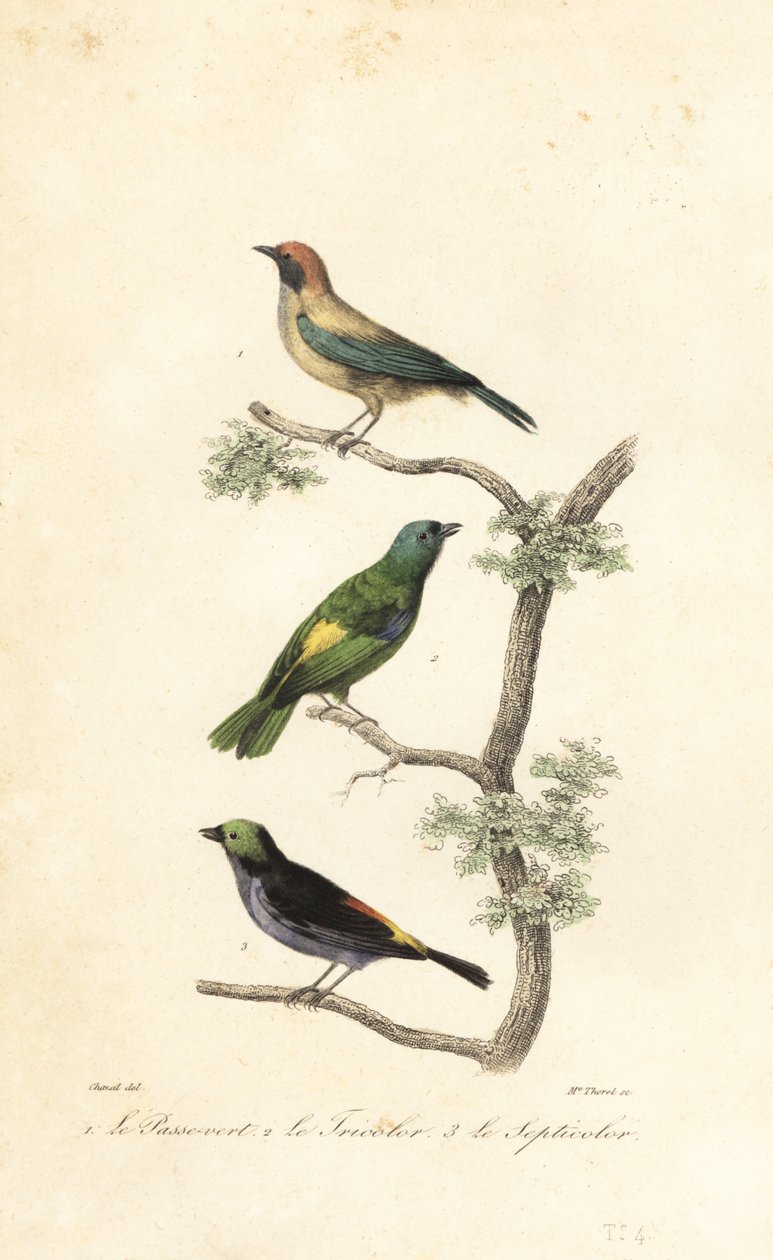 Brunhåret tanager, grønnhodet tanager og paradistanage av Antoine (after) Chazal