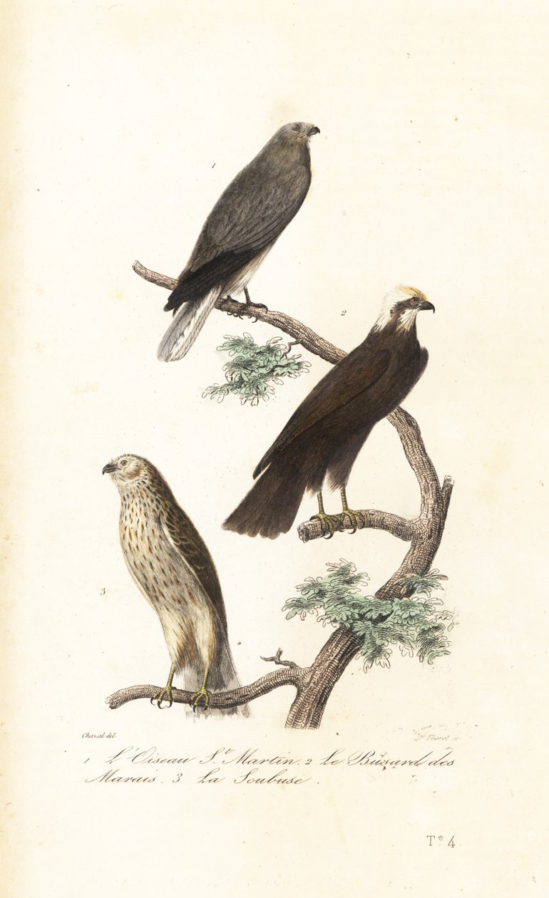 Hønsehøne, myrhøgen og Montaguhøgen. av Antoine (after) Chazal