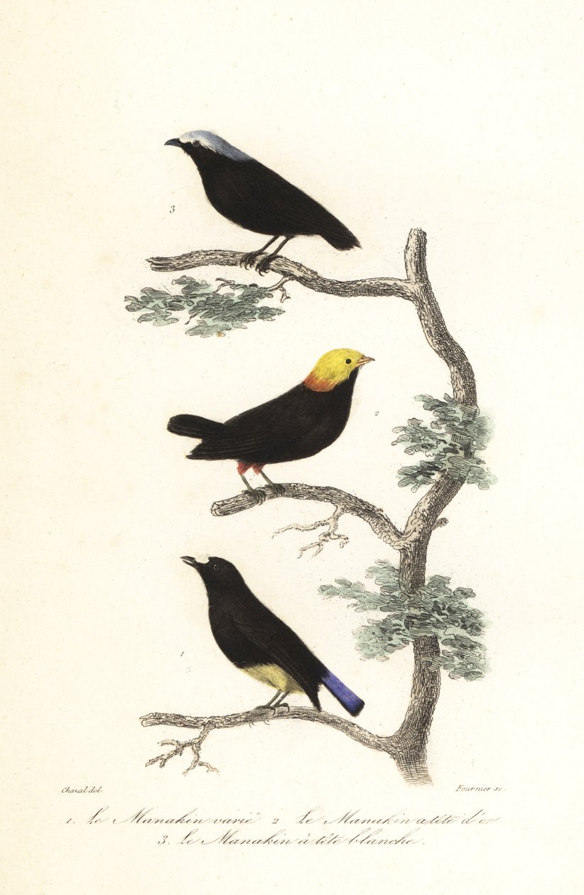 Manakin-art. av Antoine (after) Chazal