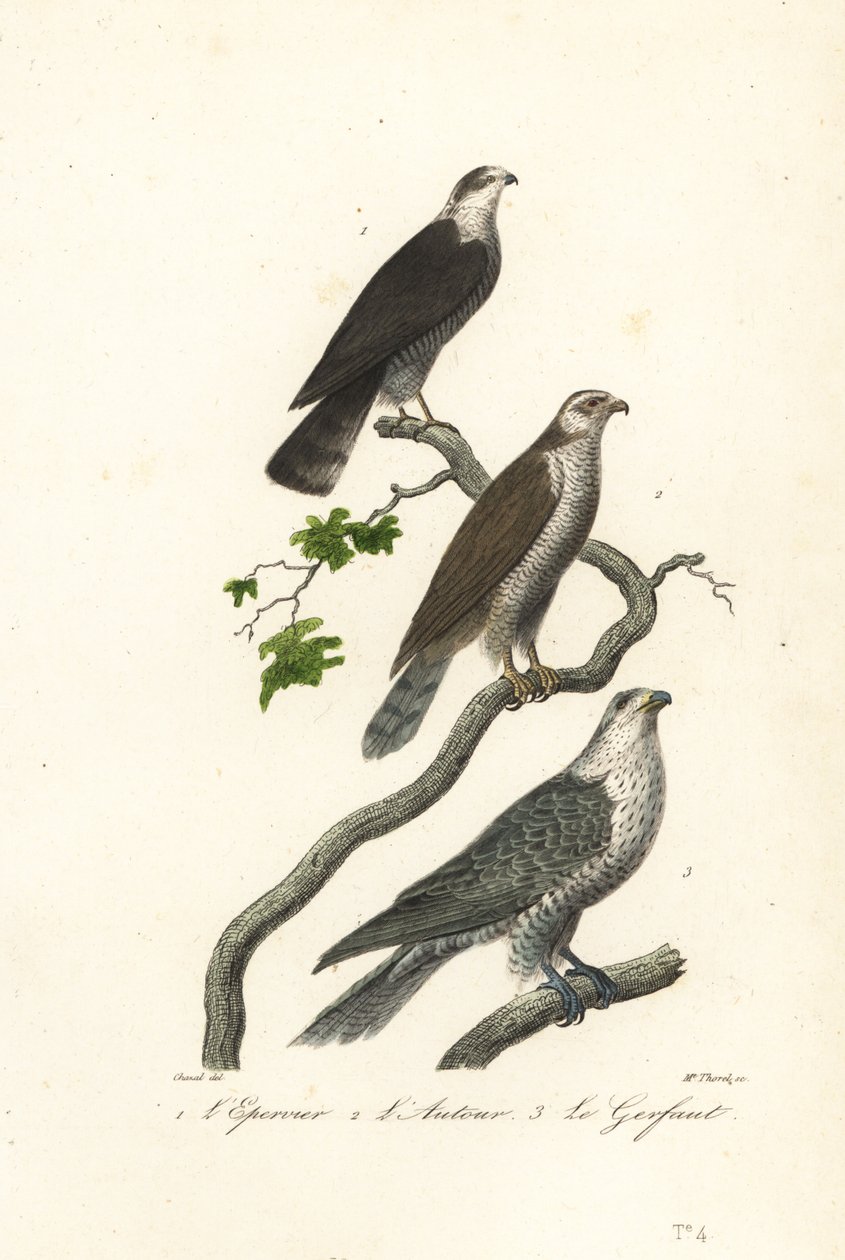 Spurvehauk, hønsehauk og hønsehauk. av Antoine (after) Chazal