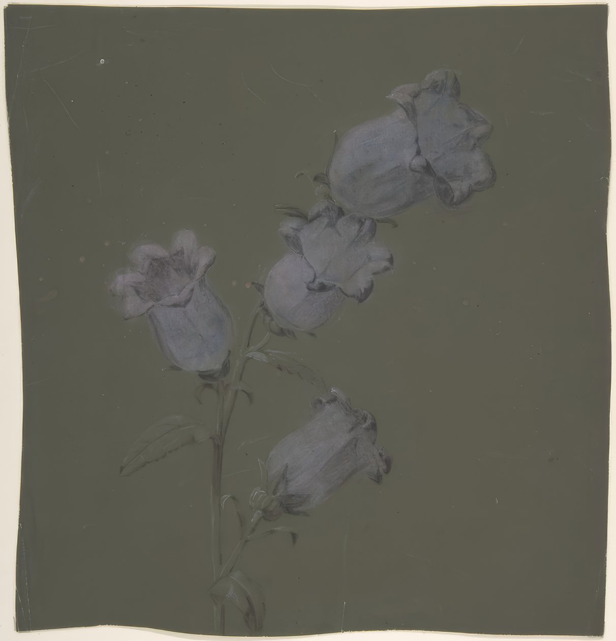 Spray av Canterbury Bells av Antoine Berjon