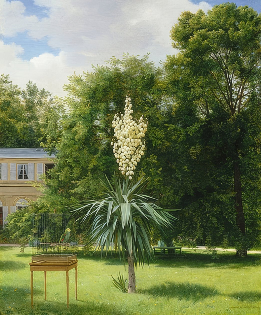 En yuccapalme i Neuilly Park. 1845 av Antoine Chazal