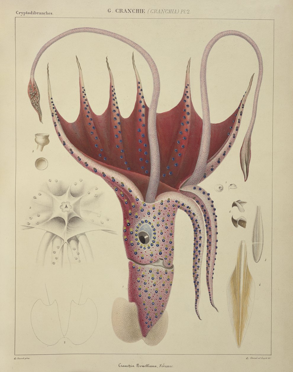 Squid, Pl. 2 fra 'Histoire Naturelle Generale et Particuliere des Cephalopodes Acetabuliferes', pub. av Ferussac und D'Orbigny, Paris, 1835-48, av Antoine Chazal