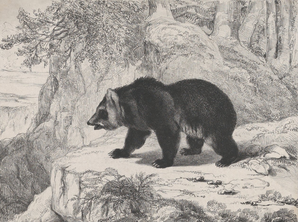 Mississippi Bjørn, 1836. av Antoine Louis Barye