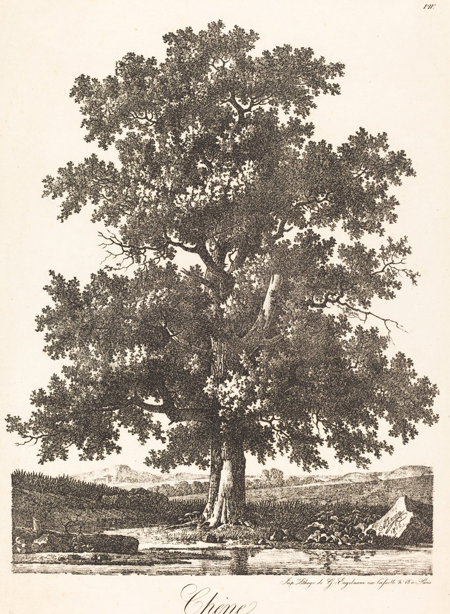 Chene (eik) av Antoine Pierre Mongin