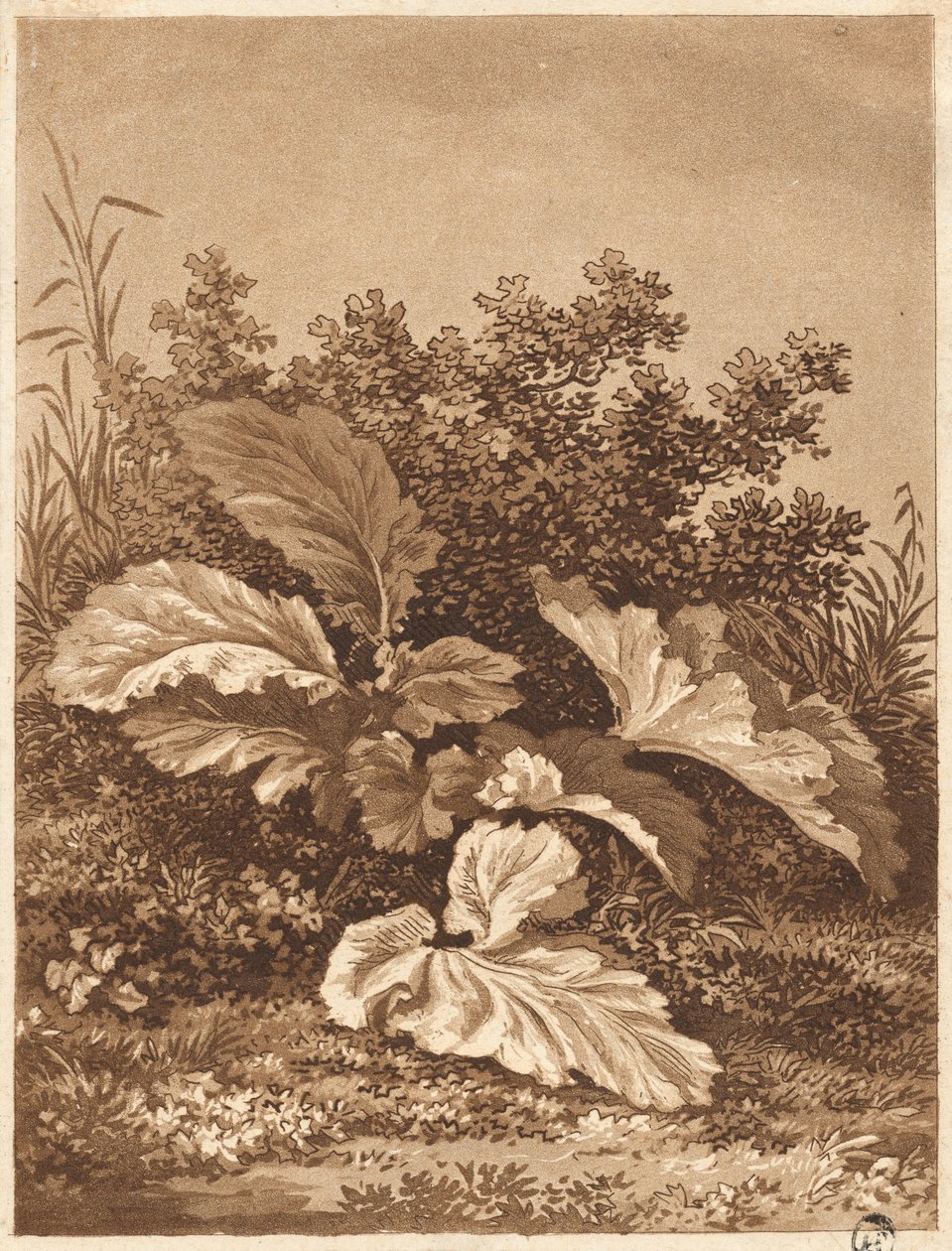En studie av blader, ca. 1800. av Anton Balzer