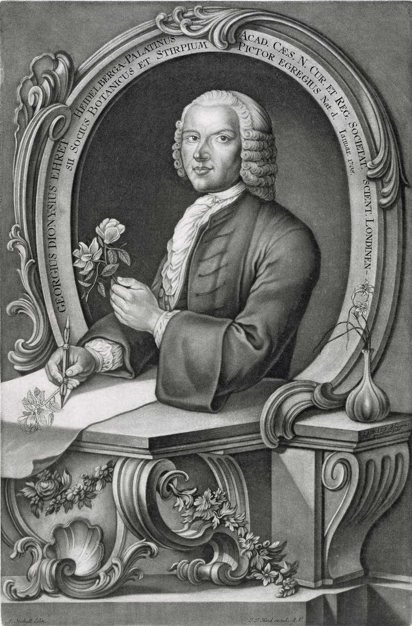 Portrett av Georg Dionysius Ehret (1710-70) gravert av Johann Jakob Haid (1704-67) av Anton Heckel