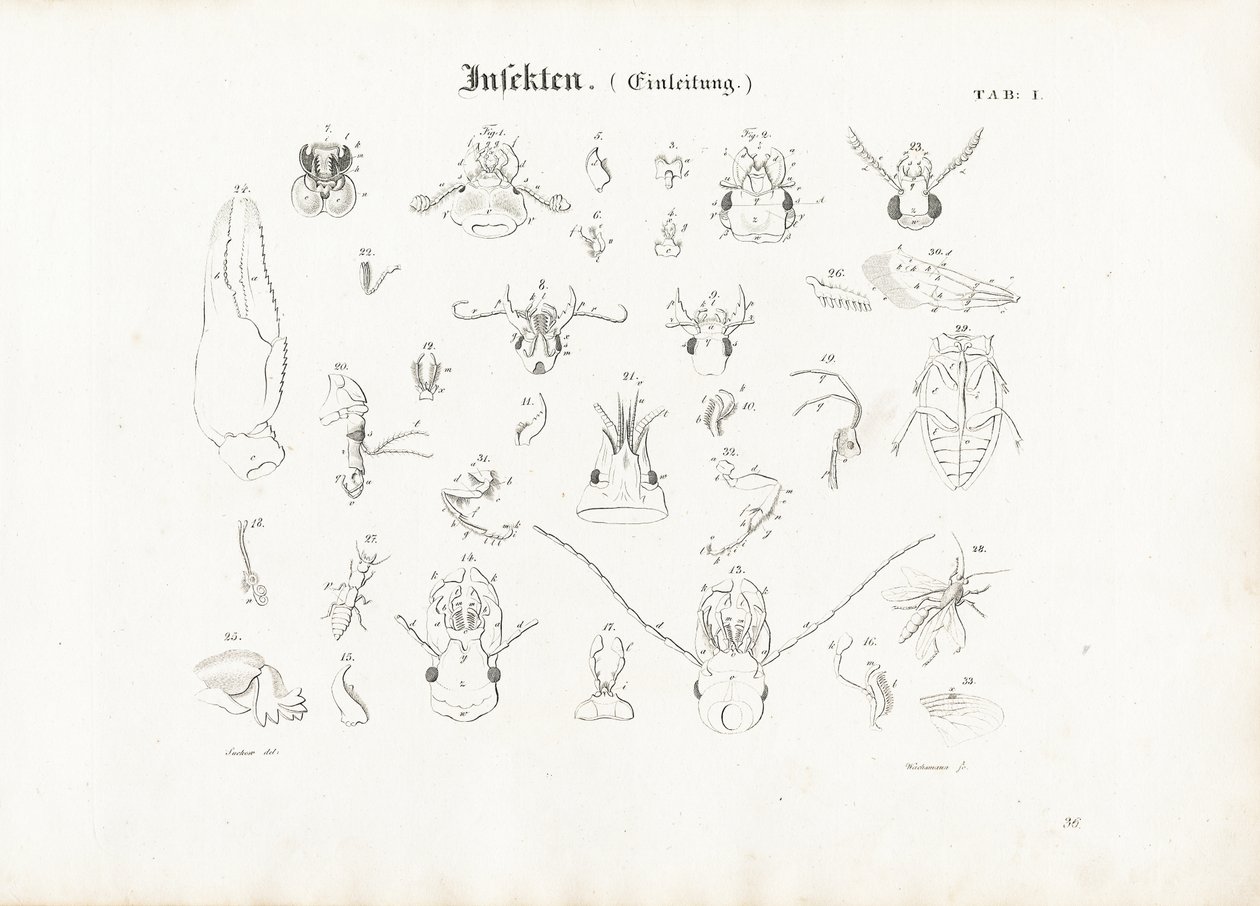 Insekters anatomi av Anton Wachsmann