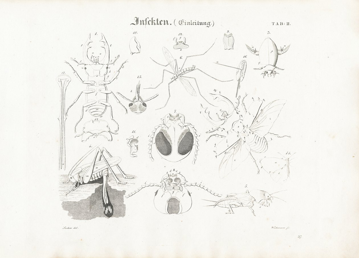 Insektanatomi av Anton Wachsmann