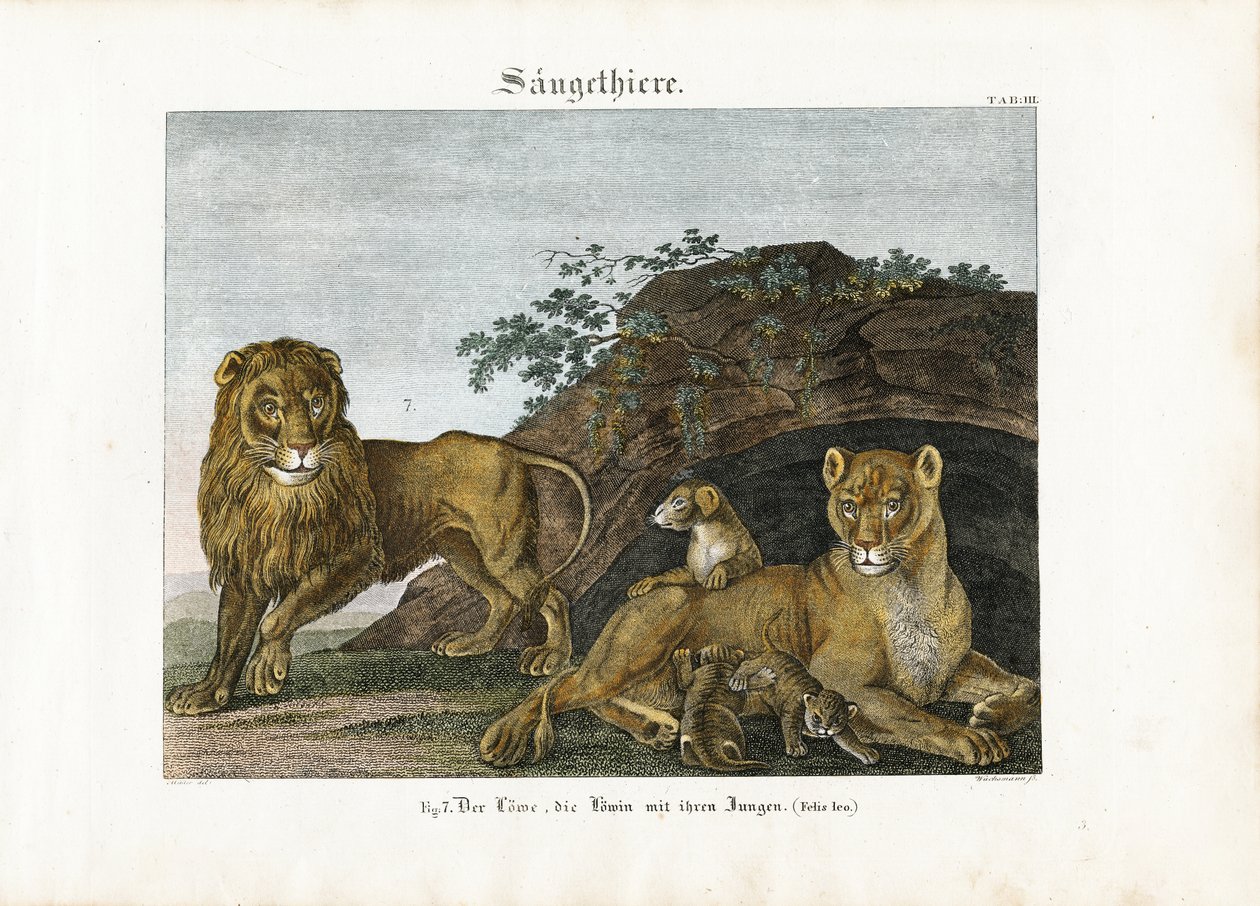 Løvefamilien i sitt naturlige habitat av Anton Wachsmann