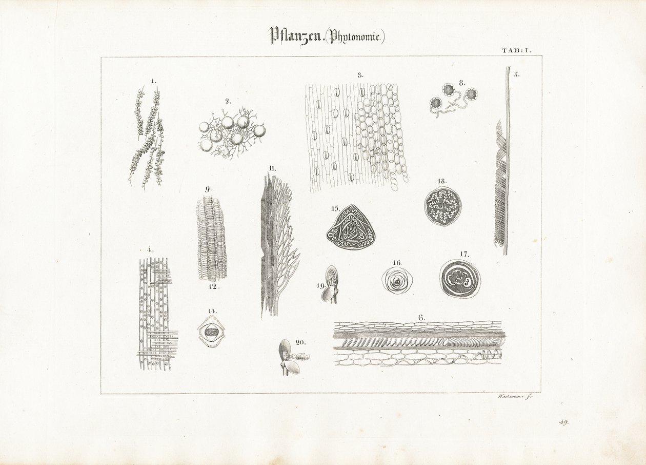 Planteanatomi (fytotomi) av Anton Wachsmann