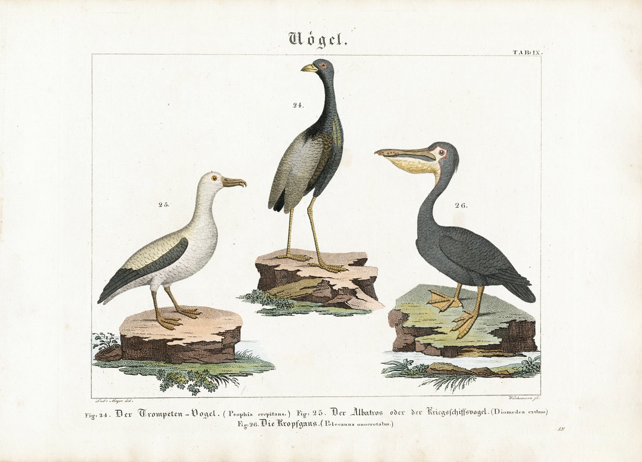 Trompetist, albatross og pelikan av Anton Wachsmann