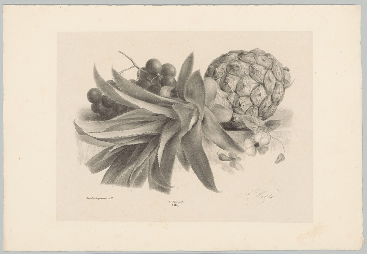 Ananas og druer Flower and Fruit Studies (...) 10. episode (serietittel) av Anton Weiss