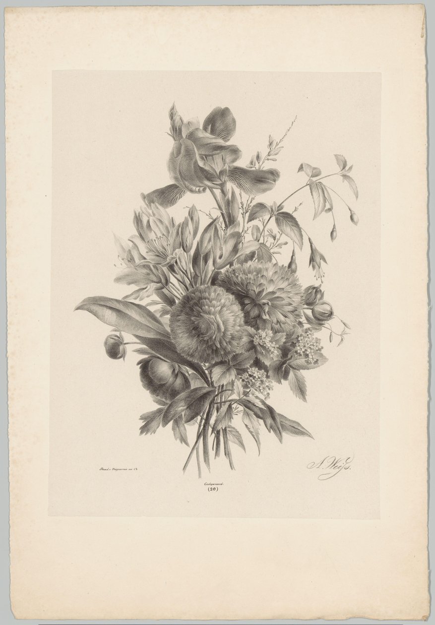 Nelliker og liljer Flower and Fruit Studies (...) 10. episode (serietittel) av Anton Weiss