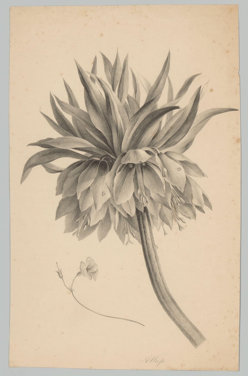 Blomst på stilken Flower and Fruit Studies (...) 3. episode (serietittel) av Anton Weiss