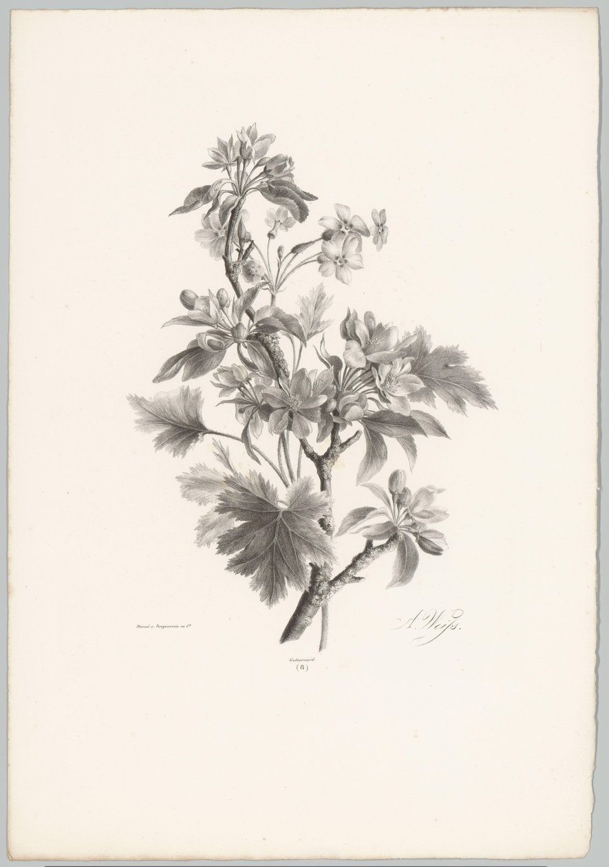 Blomster på gren Flower and Fruit Studies (...) 10. episode (serietittel) av Anton Weiss