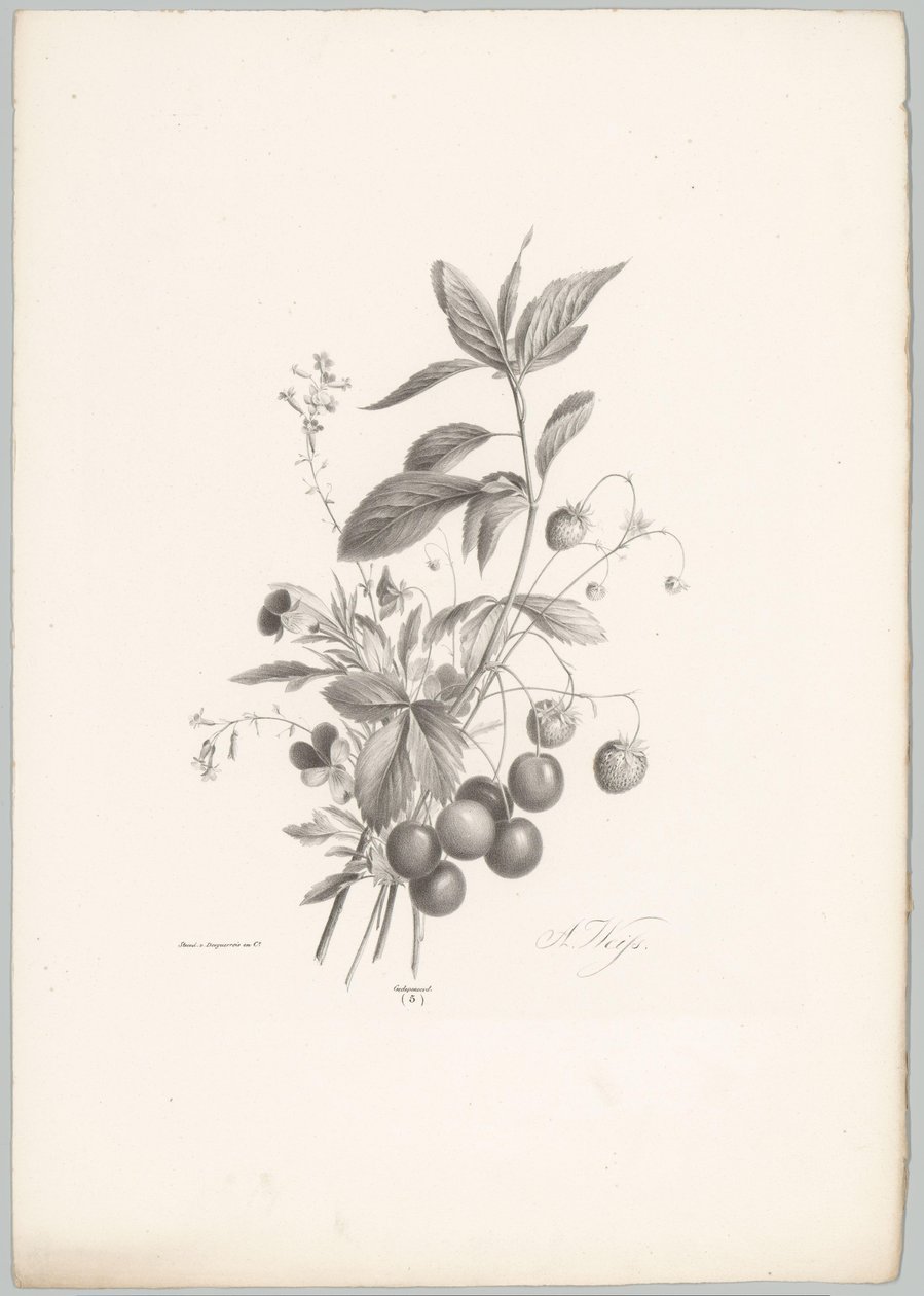 Blomster, jordbær og kirsebær Flower and Fruit Studies (...) 10. episode (serietittel) av Anton Weiss