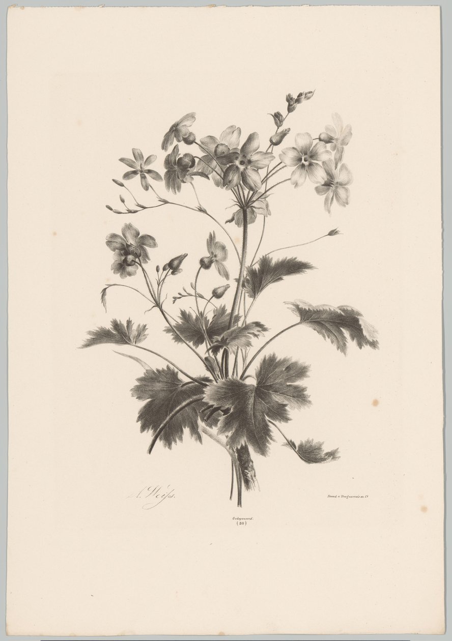 Blomster med torner Flower and Fruit Studies (...) 10. episode (serietittel) av Anton Weiss