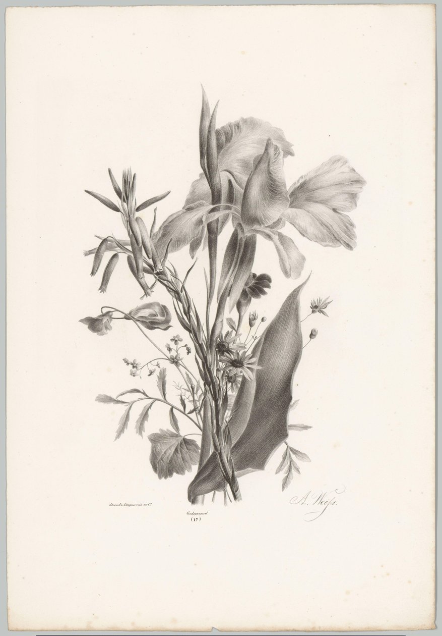 Ulike blomster Flower and Fruit Studies (...) 10. episode (serietittel) av Anton Weiss