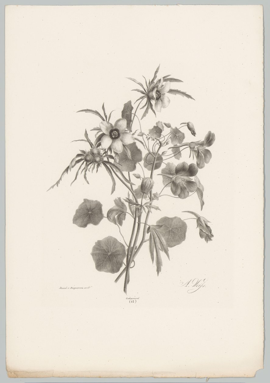 Ulike blomster Flower and Fruit Studies (...) 10. episode (serietittel) av Anton Weiss