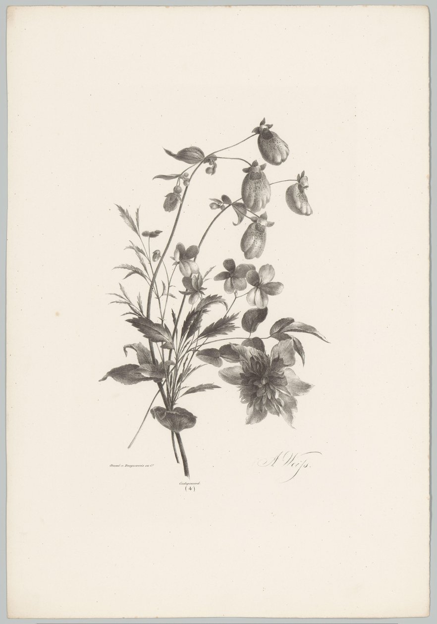 Ulike blomster Flower and Fruit Studies (...) 10. episode (serietittel) av Anton Weiss