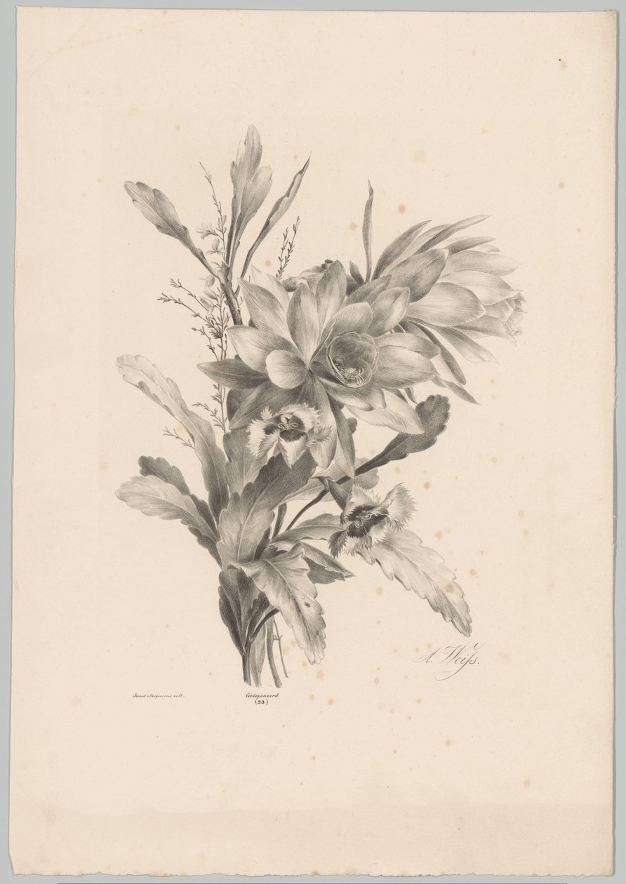 Ulike blomster Flower and Fruit Studies (...) 10. episode (serietittel) av Anton Weiss